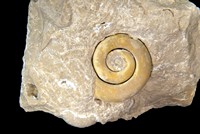 Planorbis pseudo-ammonius